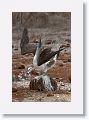 Blue-footed Booby, male